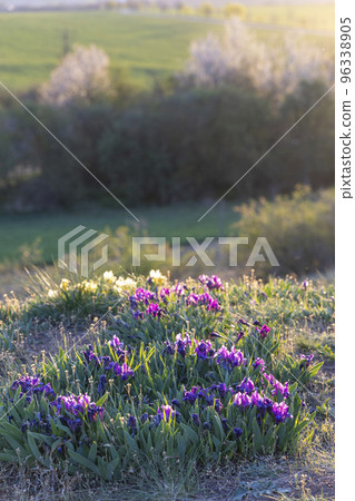 Dwarf iris in Pusty kopec u Konic near Znojmo, Southern Moravia, Czech Republic Dwarf iris in Pusty kopec u Konic near Znojmo, Southern Moravia, Czech Republic 96338905