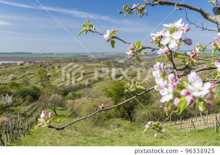 Spring vineyard near Mutenice, Southern Moravia, Czech Republic 96338925