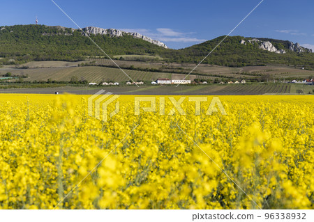 oilseed rape, Palava, Southern Moravia, Czech Republic 96338932