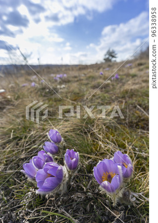 Pasque flower, National park Podyji, Southern Moravia, Czech Republic Pasque flower, National park Podyji, Southern Moravia, Czech Republic 96338958