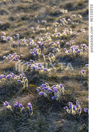 Pasque flower, National park Podyji, Southern Moravia, Czech Republic Pasque flower, National park Podyji, Southern Moravia, Czech Republic 96338959
