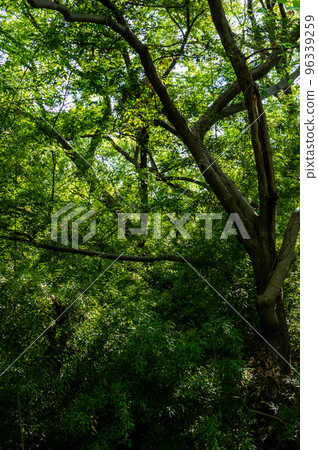 Light shining into a lush forest 96339259