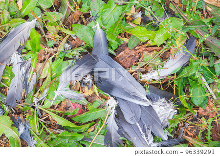 Bird feathers on grass. Remains of bird after attack. Disheveled feathers. Bird feathers on grass. Remains of bird after attack. Disheveled feathers. 96339291