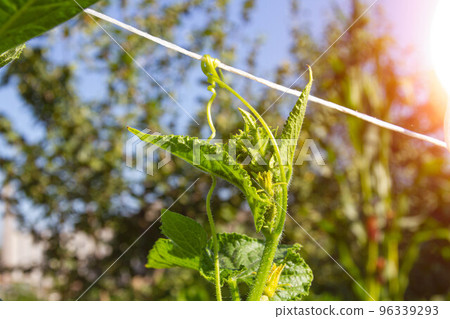 Flowering and fruiting of cucumbers. Green cucumbers. Yellow flower on branch. Flowering and fruiting of cucumbers. Green cucumbers. Yellow flower on branch. 96339293