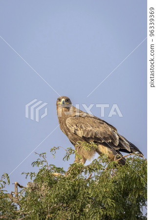 Steppe eagle or Aquila nipalensis closeup perched on tree in natural blue sky background during winter migration at jorbeer conservation reserve bikaner rajasthan india asia Steppe eagle or Aquila nipalensis closeup perched on tree in natural blue sky background during winter migration at jorbeer conservation reserve bikaner rajasthan india asia 96339369
