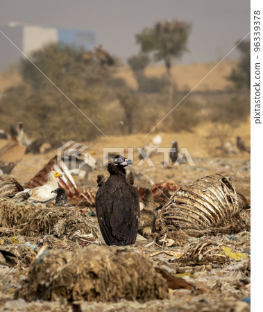 Cinereous vulture or black vulture or monk vulture or aegypius monachus on carcass or dumping yard at Jorbeer Conservation Reserve bikaner rajasthan india asia Cinereous vulture or black vulture or monk vulture or aegypius monachus on carcass or dumping yard at Jorbeer Conservation Reserve bikaner rajasthan india asia 96339378