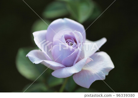 Blue Bajou Blue Bajou 96339380