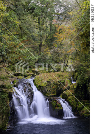 Kikuchi Gorge dyed in autumn colors (Kikuchi City, Kumamoto Prefecture) 96339837