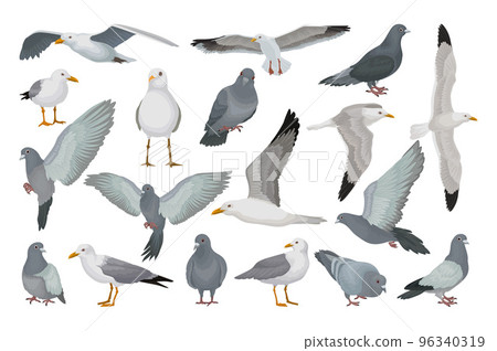 Seagulls and Pigeon Flying Bird Species with Grey Plumage and Beak Big Vector Set 96340319