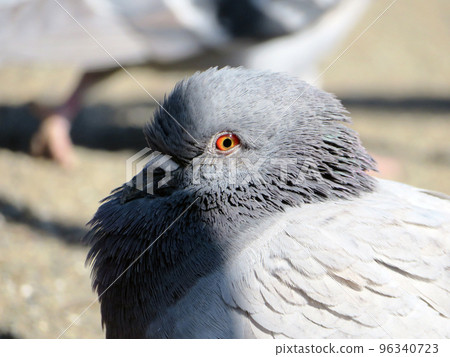 A pigeon glaring at you 96340723