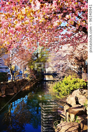 鴨鴨川沿岸的櫻花（北海道札幌市） 96340941