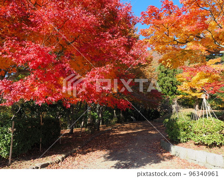 秋天的佐渡彌彥米山國定公園 秋天的佐渡彌彥米山國定公園 96340961