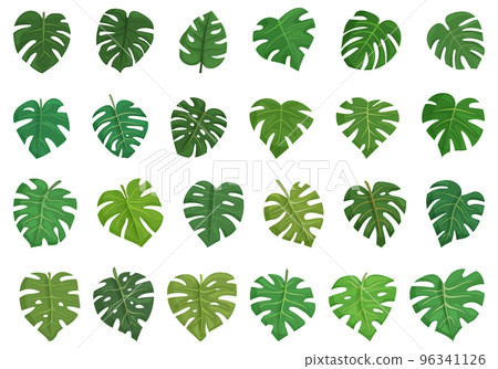 philodendron millions Philodendron Melanochrysum – HappiestPlants main image 1