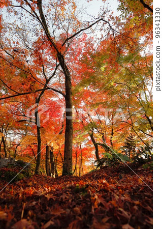 Kyoto in autumn 96341330