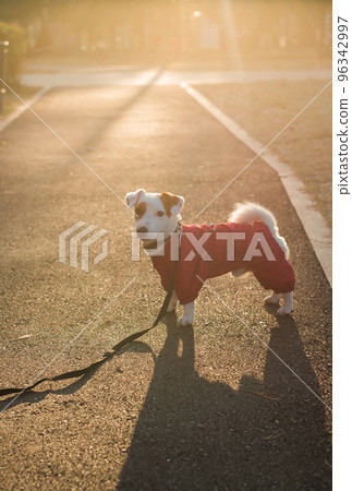 Portrait of cute Jack Russell dog in suit walking in autumn park copy space and empty place for text vertical stories. Puppy pet is dressed in sweater walks Portrait of cute Jack Russell dog in suit walking in autumn park copy space and empty place for text vertical stories. Puppy pet is dressed in sweater walks 96342997