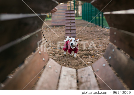 Jack russell terrier dog trainings outdoors in city park zone dog walking area background - pet lifestyle concept Jack russell terrier dog trainings outdoors in city park zone dog walking area background - pet lifestyle concept 96343009