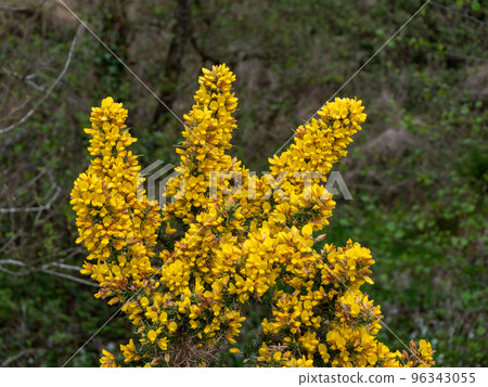 A bush, inflorescences of yellow flowers, a plant. Ulex known as gorse, furze, or whin is a genus of flowering plants in the family Fabaceae. 96343055