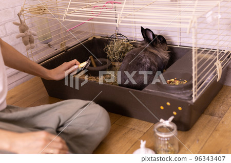 Black little rabbit is shedding. Girl combs his fur with special comb close-up. Care of pets concept Black little rabbit is shedding. Girl combs his fur with special comb close-up. Care of pets concept 96343407