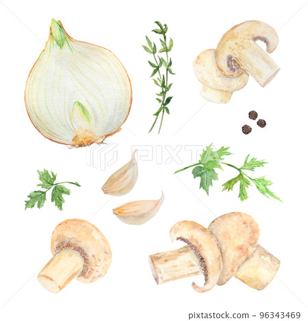 Hand drawn watercolor onion and green parsley leaves isolated on white background Hand drawn watercolor onion and green parsley leaves isolated on white background 96343469