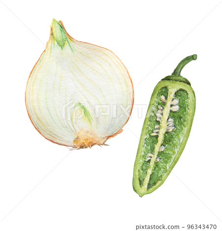 Hand drawn watercolor onion and pepper isolated on white background Hand drawn watercolor onion and pepper isolated on white background 96343470