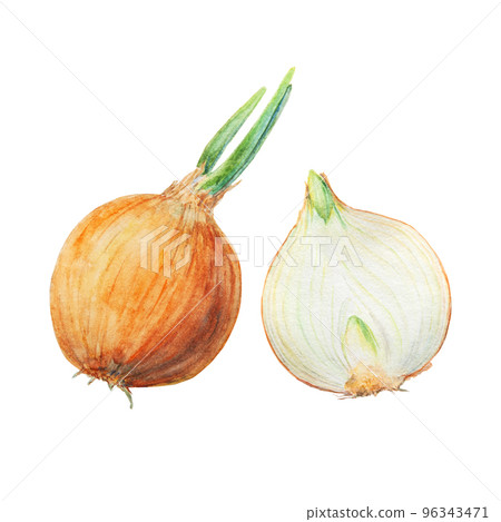 Hand drawn watercolor onion isolated on white background 96343471
