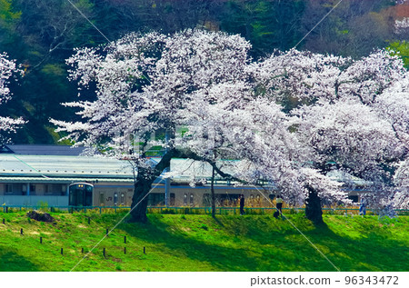 白石川堤防一千櫻和電車(東北本線) 白石川堤防一千櫻和電車(東北本線) 96343472