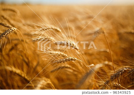 Amazing agriculture sunset landscape.Growth nature harvest. Wheat field natural product. 96343925