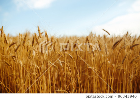Backdrop of ripening ears of yellow wheat field on the sunset orange sky background. Idea of a rich harvest. 96343940