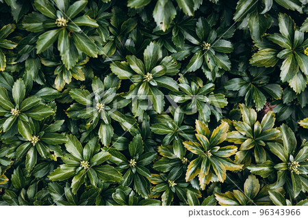 Japanese pachysandra or Pachysandra terminalis. Beautiful nature Green plant background. Japanese pachysandra or Pachysandra terminalis. Beautiful nature Green plant background. 96343966