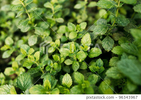 Green Mint Plant Grow Background. Menthol Texture. Top view, Fresh mint plants herbal concept. Leaf texture in garden Green Mint Plant Grow Background. Menthol Texture. Top view, Fresh mint plants herbal concept. Leaf texture in garden 96343967