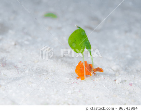 Juvenile Japanese Frog Monkfish Juvenile Japanese Frog Monkfish 96343984