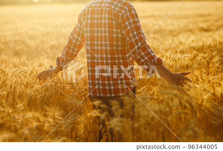 Amazing view with Man With His Back To The Viewer In A Field Of Wheat Touched By The Hand Of Spikes. 96344005