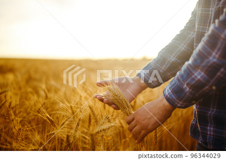 A Field Of Wheat Touched By The Hands Of Spikes In The Sunset Light. Wheat Sprouts In A Farmer's Hand. 96344029