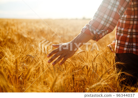 Amazing view with Man With His Back To The Viewer In A Field Of Wheat Touched By The Hand Of Spikes. Amazing view with Man With His Back To The Viewer In A Field Of Wheat Touched By The Hand Of Spikes. 96344037