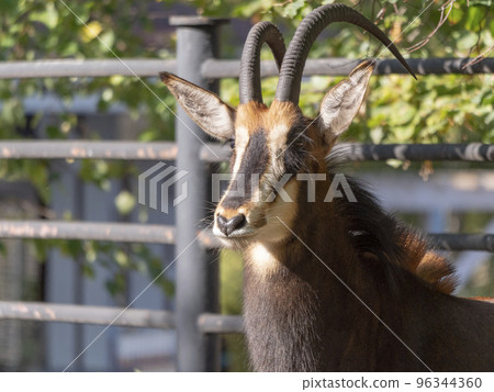Portrait of a rare sable antelope Hippotragus niger Portrait of a rare sable antelope Hippotragus niger 96344360