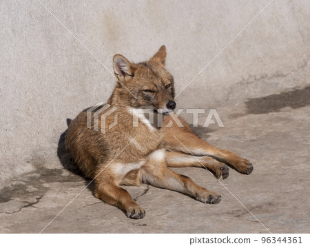 Golden jackal in nature tracks down prey Golden jackal in nature tracks down prey 96344361