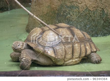 Sulcata tortoise takes a shower of water 96344364