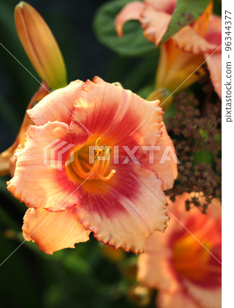 Beautiful daylily flower close up in the garden 96344377