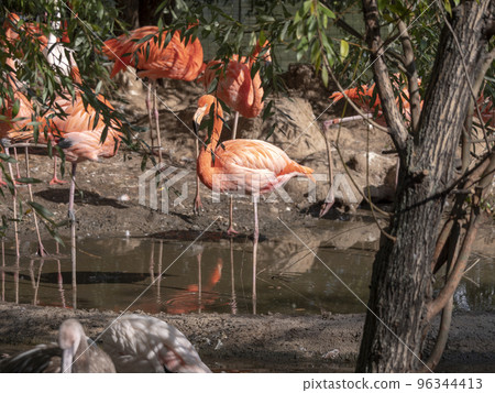 Flock of Greater Flamingo, nice pink big bird, standing in the water 96344413