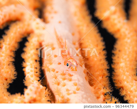 a kind of glass goby 96344479