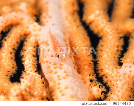 一種玻璃蝦虎魚 一種玻璃蝦虎魚 96344480