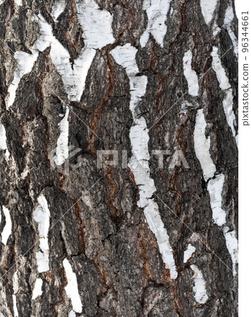 Bark of birch in the cracks texture Bark of birch in the cracks texture 96344661