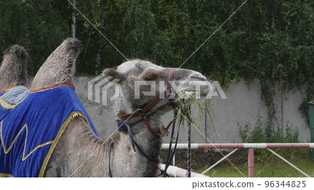 Portrait of a graceful two-humped camel resting in the shade 96344825