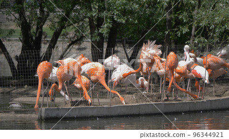 Flock of Greater Flamingo, nice pink big bird, standing in the water Flock of Greater Flamingo, nice pink big bird, standing in the water 96344921
