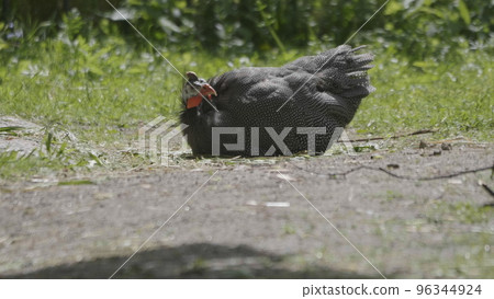 Guinea fowl walking along the green grass in the fall Guinea fowl walking along the green grass in the fall 96344924