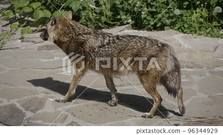 Golden jackal in nature tracks down prey Golden jackal in nature tracks down prey 96344929