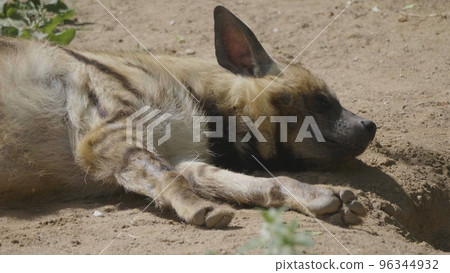 Portrait of a spotted hyena in the shade of trees 96344932