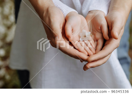 The hands of an adult and a child hold a flower The hands of an adult and a child hold a flower 96345336