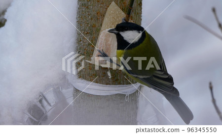 Birds near Moscow, yellow oatmeal on a tree branch Birds near Moscow, yellow oatmeal on a tree branch 96345550