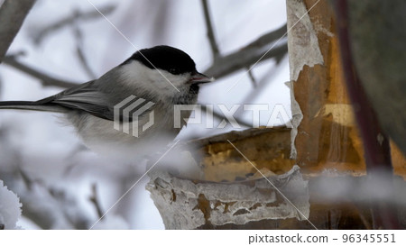 Birds near Moscow, yellow oatmeal on a tree branch Birds near Moscow, yellow oatmeal on a tree branch 96345551